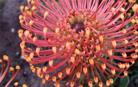 Endemic Fynbos Protea