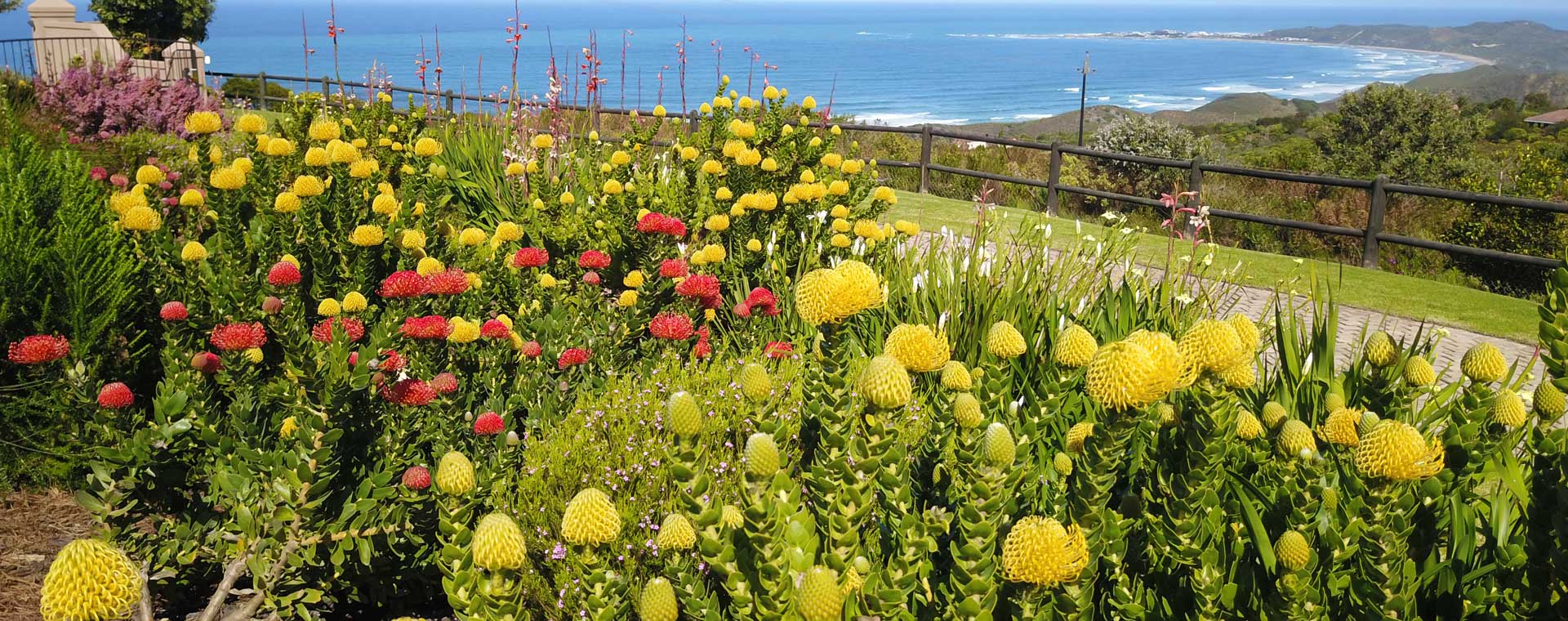 Garden Route Accommodation Specials at Pincushion Heights