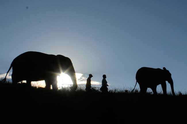 Knysna sanctuaries for animals